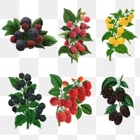 Raspberry variety png sticker, mixed fruit illustrations set
