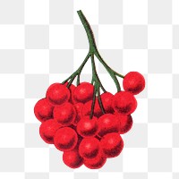 Red berries png sticker, vintage botanical illustration, transparent background