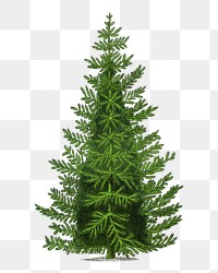 Spruce tree png sticker, vintage botanical illustration, transparent background