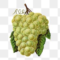 Green grape png sticker, vintage fruit illustration, transparent background