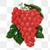 Red grape png sticker, vintage fruit illustration, transparent background