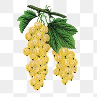 White grape png sticker, vintage fruit illustration, transparent background