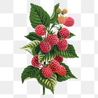 Raspberry png sticker, vintage fruit illustration, transparent background