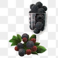 Black raspberry png sticker, vintage fruit illustration, transparent background