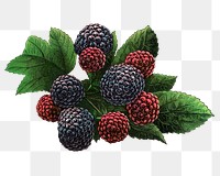 Black raspberry png sticker, vintage fruit illustration, transparent background