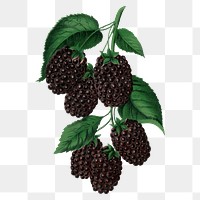 Dewberry png sticker, vintage fruit illustration, transparent background