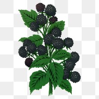 Blackberry png sticker, vintage fruit illustration, transparent background