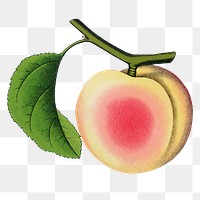 Apricot png sticker, vintage fruit illustration, transparent background