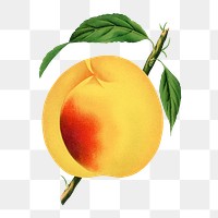 Peach png sticker, vintage fruit illustration, transparent background