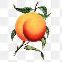 Peach png sticker, vintage fruit illustration, transparent background