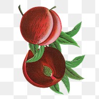 Plum png sticker, vintage fruit illustration, transparent background