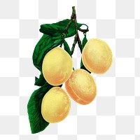Yellow plum png sticker, vintage fruit illustration, transparent background