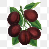 Purple plum png sticker, vintage fruit illustration, transparent background