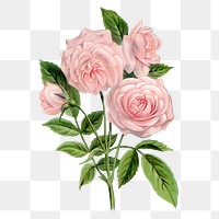 Pink rose png sticker, vintage flower illustration, transparent background