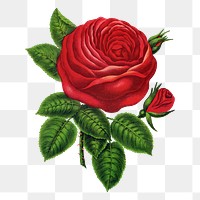 Red rose png sticker, flower illustration