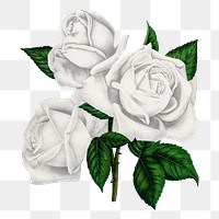 White rose png sticker, vintage flower illustration, transparent background