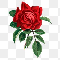 Red rose png sticker, vintage flower illustration, transparent background