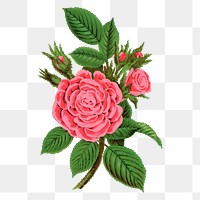 Pink rose png sticker, vintage flower illustration, transparent background