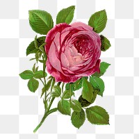 Pink rose png sticker, vintage flower illustration, transparent background