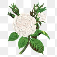 White rose png sticker, vintage flower illustration, transparent background