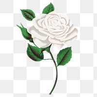 White rose png sticker, vintage flower illustration, transparent background