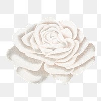 White rose png sticker, vintage flower illustration, transparent background