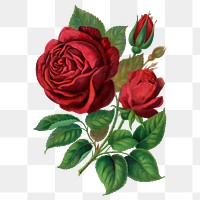 Red rose png sticker, vintage flower illustration, transparent background