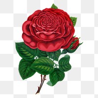 Red rose png sticker, vintage flower illustration, transparent background