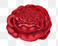 Red rose png sticker, vintage flower illustration, transparent background