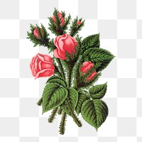 Pink roses png sticker, vintage flower illustration, transparent background