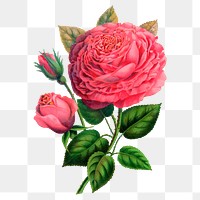 Pink rose png sticker, vintage flower illustration, transparent background