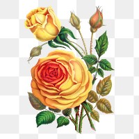 Yellow rose png sticker, vintage flower illustration, transparent background