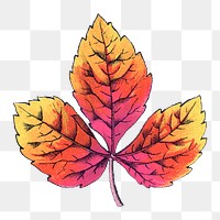 Ivy leaf png sticker, vintage botanical illustration, transparent background