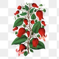 Red flower png sticker, vintage botanical illustration, transparent background