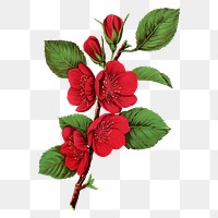 Quince tree png sticker, vintage botanical illustration, transparent background