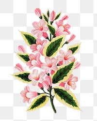 Pink flowers png sticker, vintage botanical illustration, transparent background