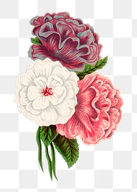 Flowers png sticker, vintage botanical illustration, transparent background