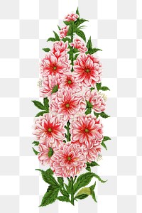 Pink flowers png sticker, vintage botanical illustration, transparent background