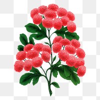 Pink flowers png sticker, vintage botanical illustration, transparent background