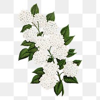 White flowers png sticker, vintage botanical illustration, transparent background