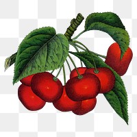 Cherry png sticker, vintage fruit illustration, transparent background