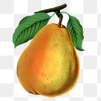 Pear png sticker, vintage fruit illustration, transparent background