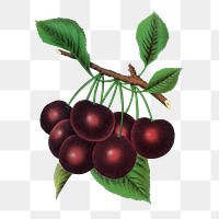 Cherry png sticker, vintage fruit illustration, transparent background