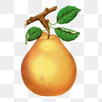 Pear png sticker, vintage fruit illustration, transparent background
