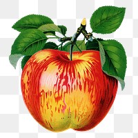 Apple png sticker, vintage fruit illustration, transparent background