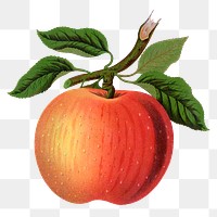 Red apple png sticker, vintage fruit illustration, transparent background