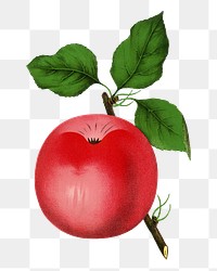 Red apple png sticker, vintage fruit illustration, transparent background