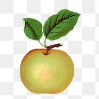 Green apple png sticker, vintage fruit illustration, transparent background