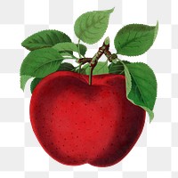 Red apple png sticker, vintage fruit illustration, transparent background