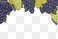 Grape border png sticker, transparent background